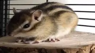 Chipmunk Chazz LIVE!! White chipmunks to follow..