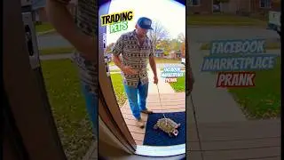 Barking turtle #trending #youtube #viral #turtle #facebook #trader #dog #pets #funny #pranks #shorts