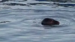 foca gris en Santo&ntilde;a