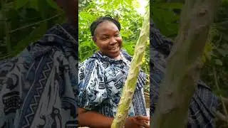Cassava variety that gives optimal yield