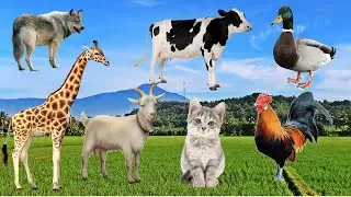 Cute animals nature I cat, dog, duck, chicken, elephant, giraffe, pig