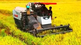 Best Machine Tractor Is Cropping Rice Full Working Skills Driver Safety Equipment Harvesting Rice