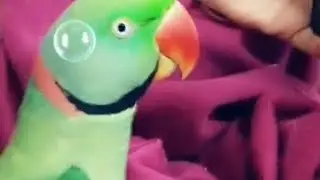 Jai shree ram... 🦜🙏 #nonstoptalkingparrot #indianringneckparrot #petbird #talkingparrot #birds 