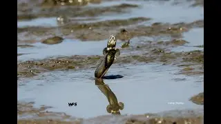 A Mudskipper ( Nivti Fish ) Battle on Land | World's Weirdest | Shots By -Sandeep Pangerkar |