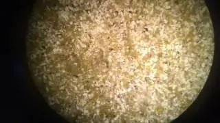 Olympia oyster larvae nearing metamorphosis