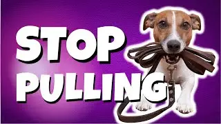 ONE Simple Game To Teach Your Dog To STOP Pulling!