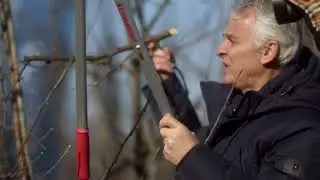 Tăierile de &icirc;ntreținere si fructificare ale mărului II&ndash; Prof dr Florin Stănică USAMV Bucureșt