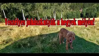 Veszélyesek a kutyák a hegyekben, akik a nyájat, a csordát védik a medvétől és a farkasoktól!