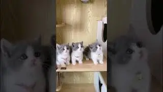 Sehr s&uuml;&szlig;e kleine Katzen 🐱🥰 #short
