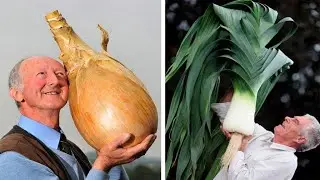 Giant produce grown in gardens