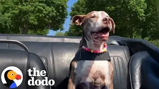 Dog With Cancer Checks Off Every Adventure On His Bucket List  | The Dodo