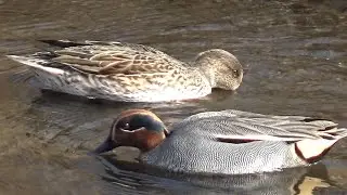 Eurasian Teal ( Anas crecca ) Male and Female in January 2024