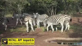 Zebra feeding behaviour