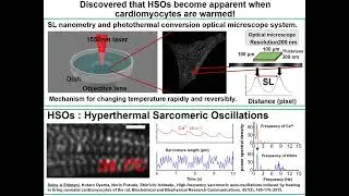 Hyperthermal Sarcomeric Oscillations in Neonatal Rat Cardiomyocytes (40 &deg;C IR‑Laser Stimulation)