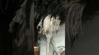 taxidermy ostrich on process @JogjakartaTaxidermyArt