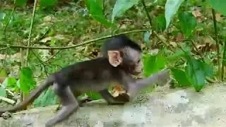 Adorable Tiny baby monkey Nelon playing with other baby monkeys on tree/ Nelson is so cute & active.