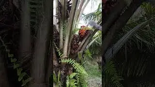 #sawitbuahpasir