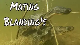 Mating Blanding's Turtles