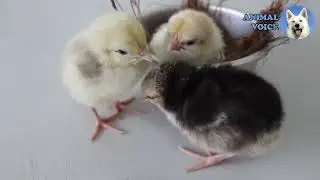 Like in zoo - cow, elephant, dog, fox, monkey, swan, camel