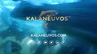 Kalaneuvos - Fish from cold, fresh and clean Nordic waters