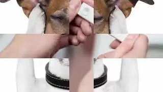 10 things that dogs can predict you will be surprised Animal Planet & Animal channel