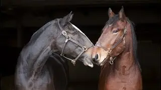 Mounted Unit through lens of Anne de Haas