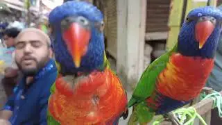 Cat market in Dhaka | Persian cat price bd | Mirpur 1 cat market | Mirpur 1 cat market