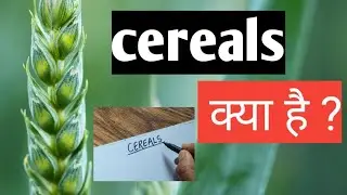 What is cereals?  Cearels  क्या है? Examples  of  cereals crops,  grains , grasses of cereals..