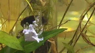 Species spotlight, on  real live blood 🪱 worm  cultivation by carl fish shed @carllaney81aquascapes 