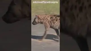 Unlocking the mysteries of hyenas: 3 jaw-dropping facts! #animalfacts #viralvideo