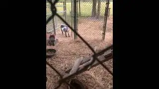 Carla #goat #animals