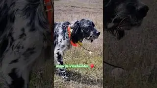 Alma de VillaBauMar &hearts;️ Setter ingl&eacute;s 7 meses, tras las perdices 🤠