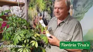 Palmierul umbrela - Schefflera. Afla cum sa il intretii in apartament