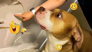 HILARIOUS DOGS 2026 🐕😂 Try Not to Laugh Funny Dogs Moments #25