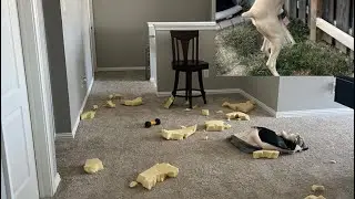 How to stop destructive chewing in dog?