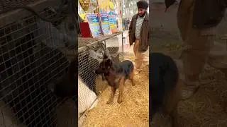 Dogs Stud Service on Cheap Price 🐕&zwj;🦺 MUKTSAR MELA❤️ #shorts #horse #dog #germanshepheard #punjab