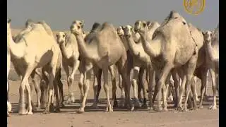منقية الشقح لشيخ/عبدالهادي بن شجاع ابن خضير الفهري(1434)