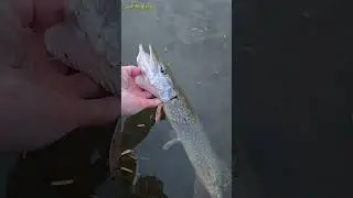 Jackfish / Pike he can live another day