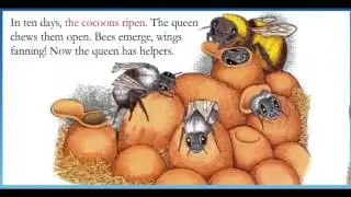 Bumble Bee Queen