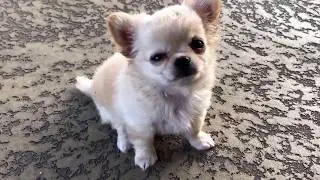 Tiny chihuahua puppy talking already..