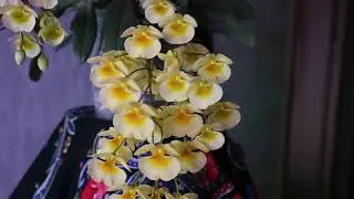 Dendrobium aggregatum (син. D. lindleyi)