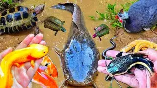 Catch beautiful aquarium fish in small pond baby turtles, eels, red carp, koi, nemo fish, #fish58