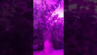 The garden update day 30 flower O.G Kush , Girl Scout Cookies & zkittlez indoor grow 3x600w leds