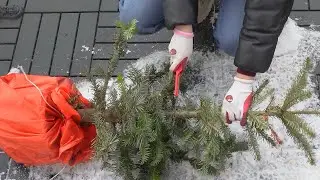 You&rsquo;re Wasting Your Old Christmas Tree! The Genius Hack You Need