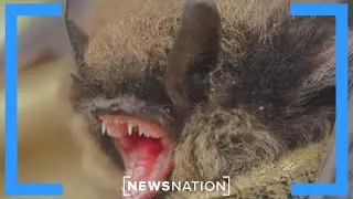 Health officials issue rabid bat warnings | NewsNation Now