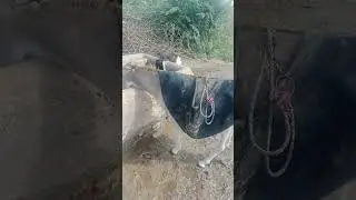 #Thar #Animals #FreshWater #VillageLife#Ghada