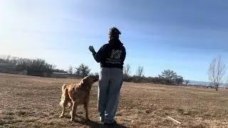 Harry, retrieve and off leash fun