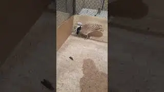 Houbara Bustard male trying to mate with a female.