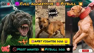 🐕MOST WANTED 🤬 PITBULL DOG 🐕 PITBULL 🆚 APBT FIGHTER DOG 🐕@RitikDogKennel177 #pitbull #viralvideo 