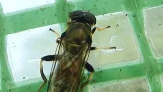 Orange-belted Hoverfly - Xylota segnis - Sveifflugur - Sveifa - &THORN;ykkl&aelig;ra fluga